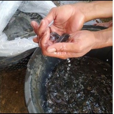 bibit ikan lele ukuran 7-8 cm