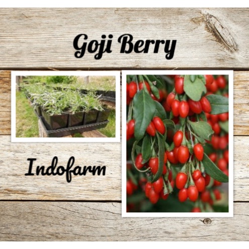 HD TANAMAN BIBIT BUAH GOJI BERRY %