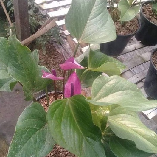 Anthurium Bunga Ungu