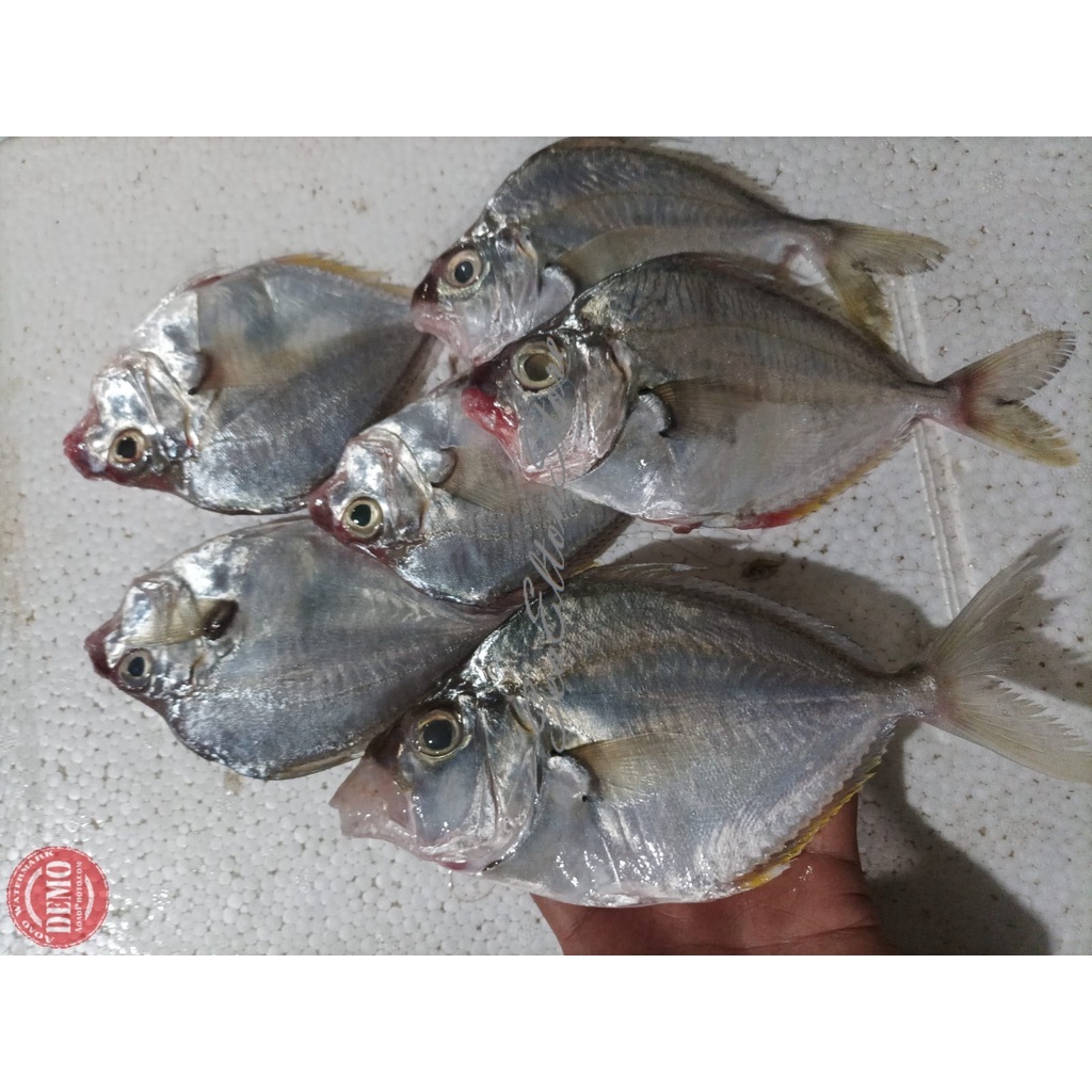 

IKAN PETEK Ikan Laut Segar