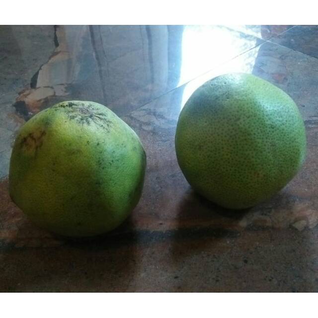 

Jeruk Bali / Jeruk Pamelo