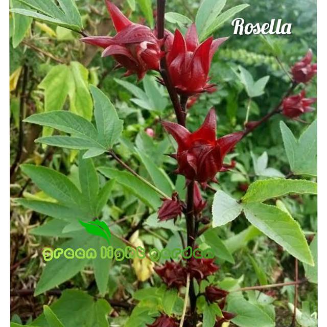 Bibit bunga rosella