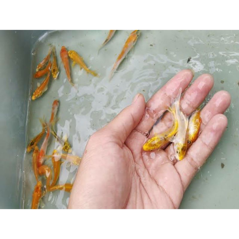 Anak Ikan Koi Slayer 5 Ekor Uk 10cm Shopee Indonesia