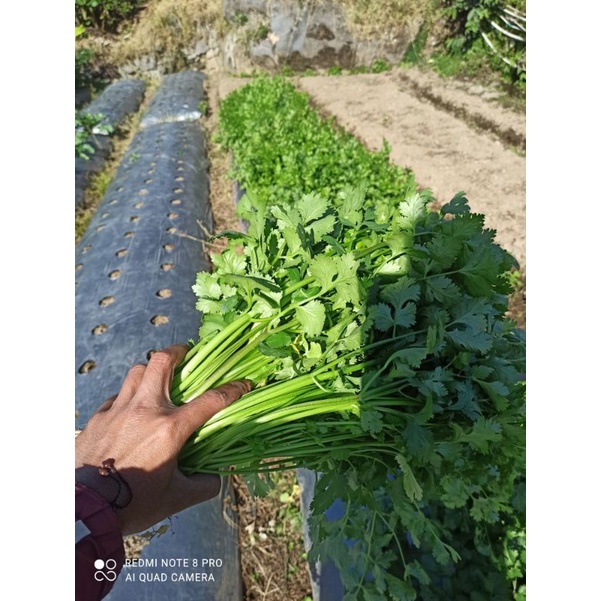 

daun ketumbar/ wansuy fresh 1 kg