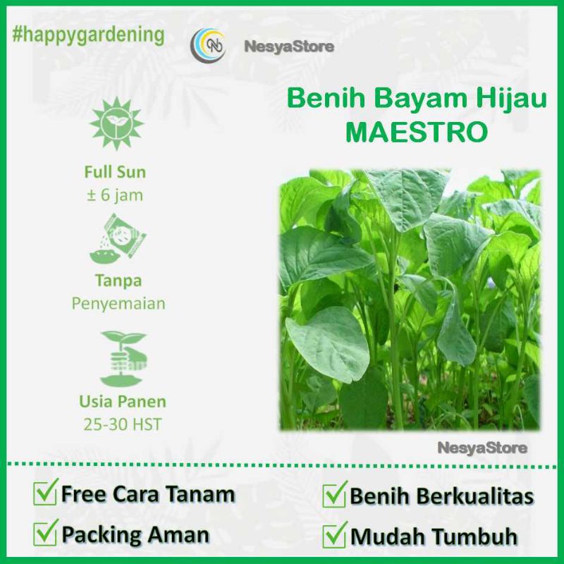 1000 Benih Bayam Hijau Maestro - Bibit Benih Sayuran