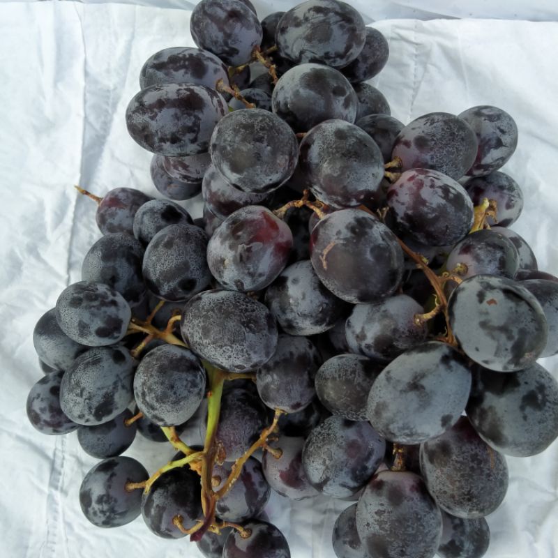 

buah anggur hitam autum tanpa biji