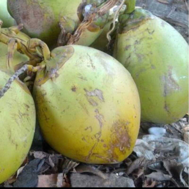 KELAPA MUDA FRESH MURAH