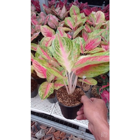 aglonema andini dewasa 5/6daun