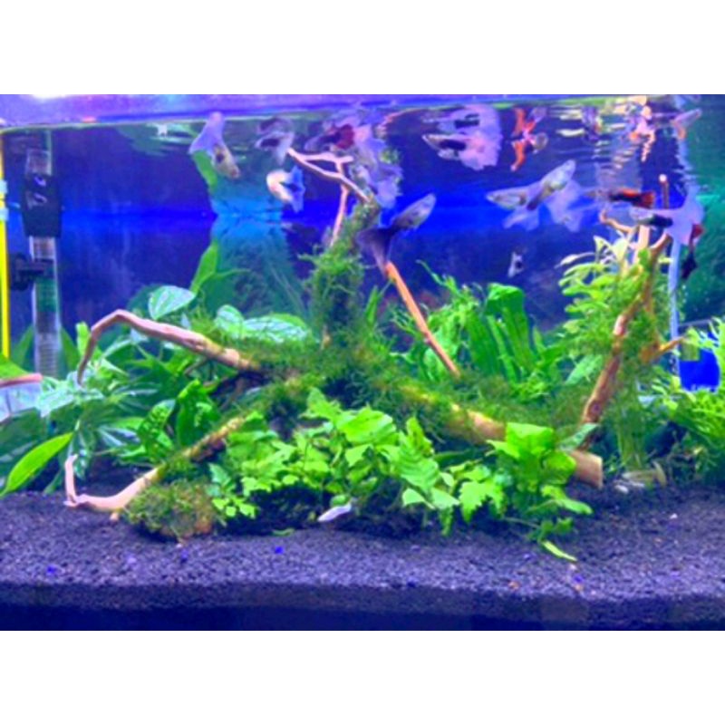 kadaka mini//Aquascape.