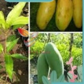 bibit Buah Mangga Gelok INDIAN