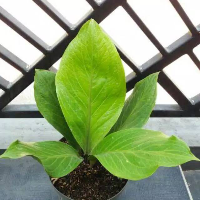 Anthurium Jemani Kobra