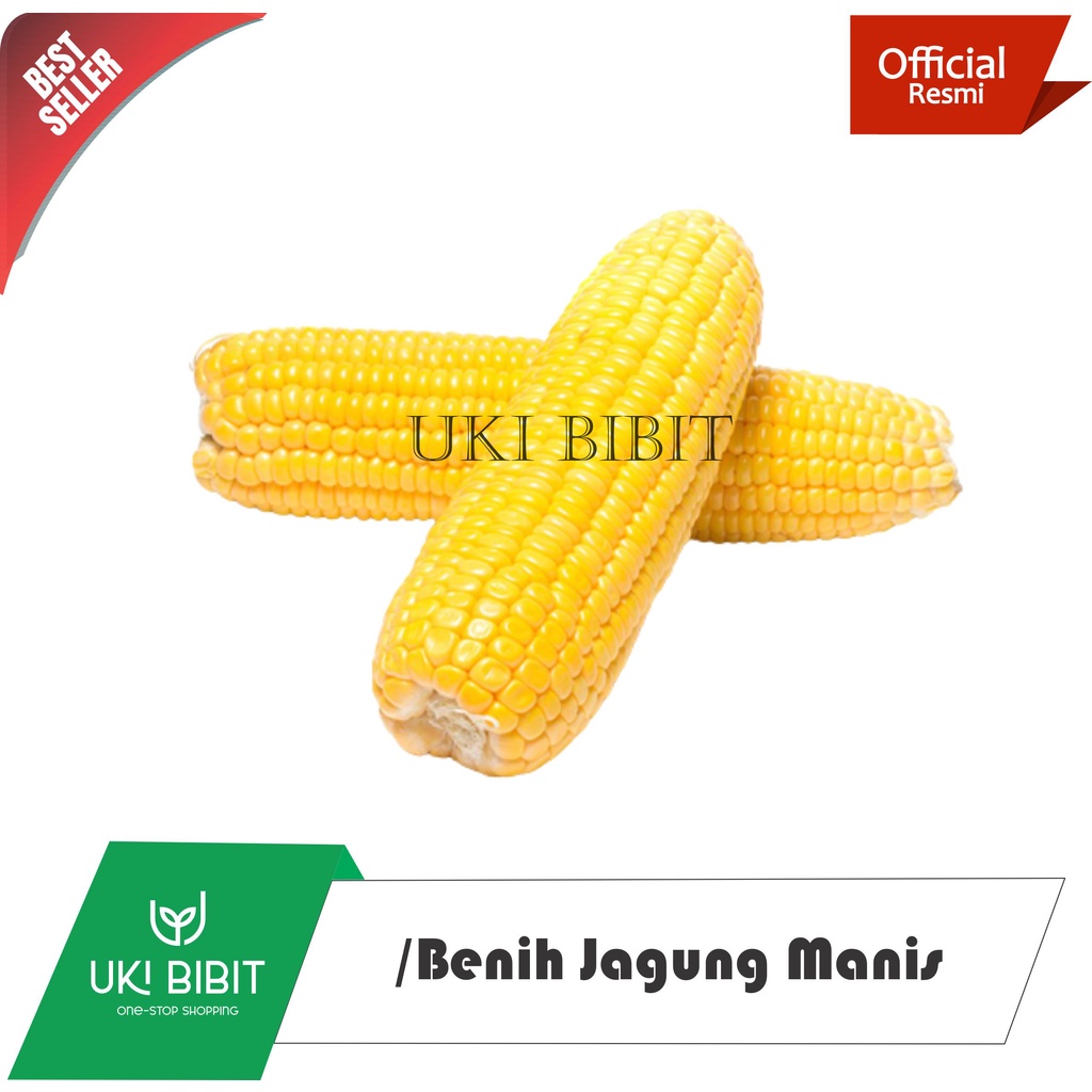 ( 500 Butir ) Benih Biji Jagung Manis | Jagung Madu | Jagung Sayur Manis