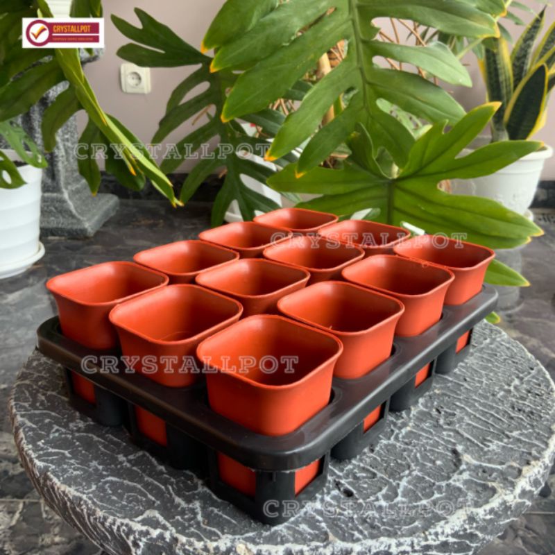 1 set Tray + pot bunga nkt kotak 5cm MERAH BATA | tray semai bibit