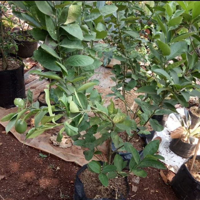 Bibit pohon jeruk / pohon buah jeruk