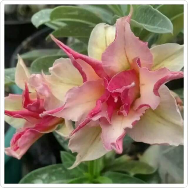 Bibit Bunga Kamboja Jepang Adenim Meng Qian Shopee Indonesia