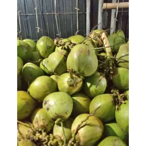 degan wulung kelapa ijo obat asli serat merah