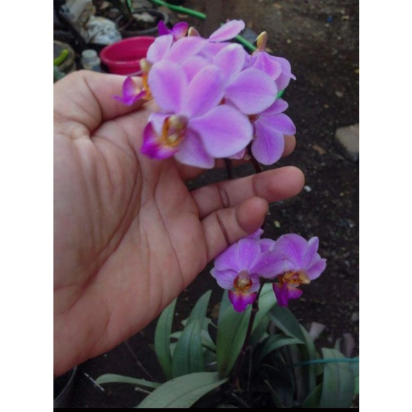 anggrek doritis pulcherrima atau pulcherrima phalaenopsis(dataran rendah)