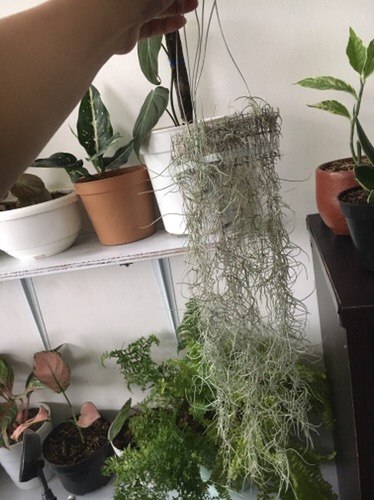 Tanaman Jenggot Musa Thilandsia Spanish Moss