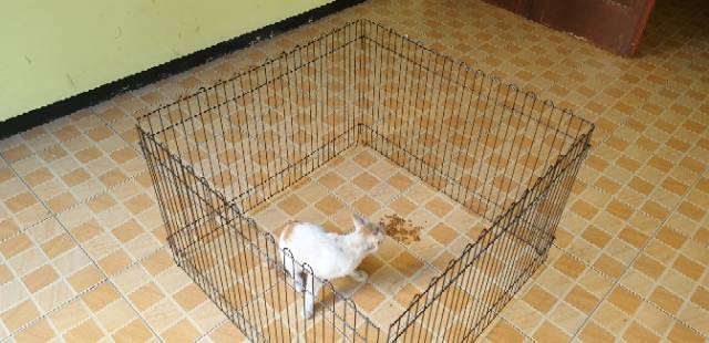 KANDANG 9060 LEMBARAN Galvanis Pagar Kandang Kelinci Hewan/ Pagar Anjing Kucing SIZE XL