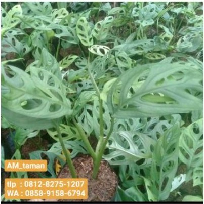 tanaman hias janda bolong/ tanaman hidup