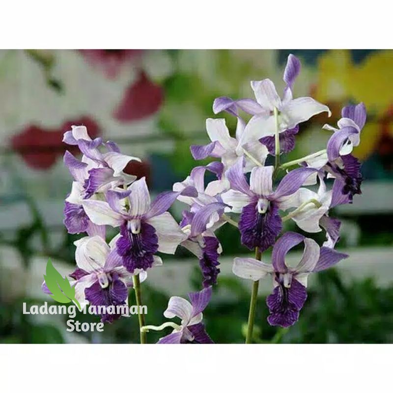 anggrek dendrobium indonesia raya blue