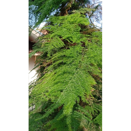 

DAUN SEPAREGES BUAT HIASAN MANISAN.