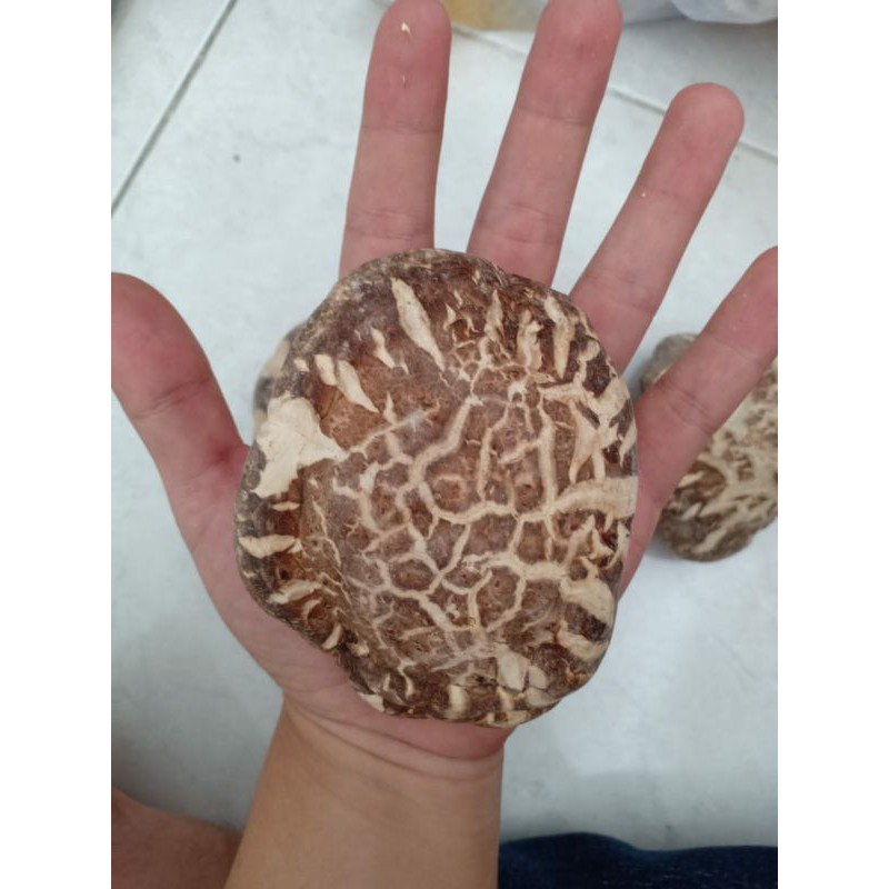 

Jamur hioko kering /shitake /payung - Grade A+ tebal & harum ukuran 5-7cm (250 gram)