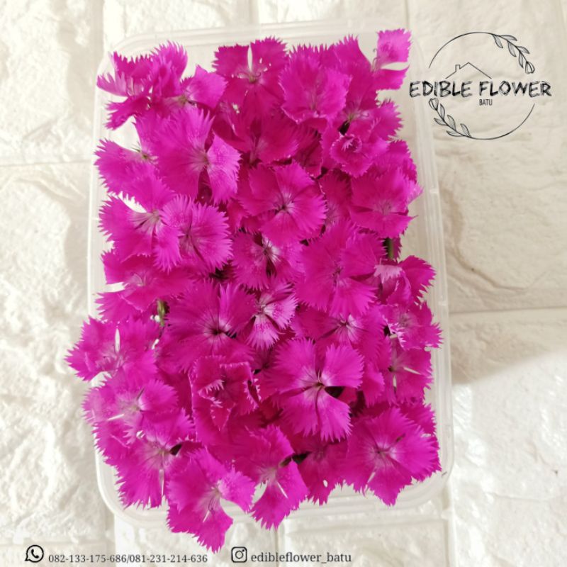 

edible flower fresh anyelir dianthus