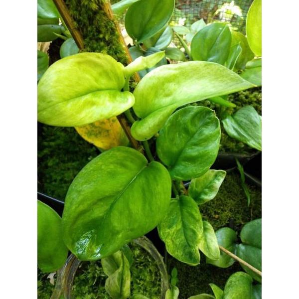 scindapsus trubii golden borneo