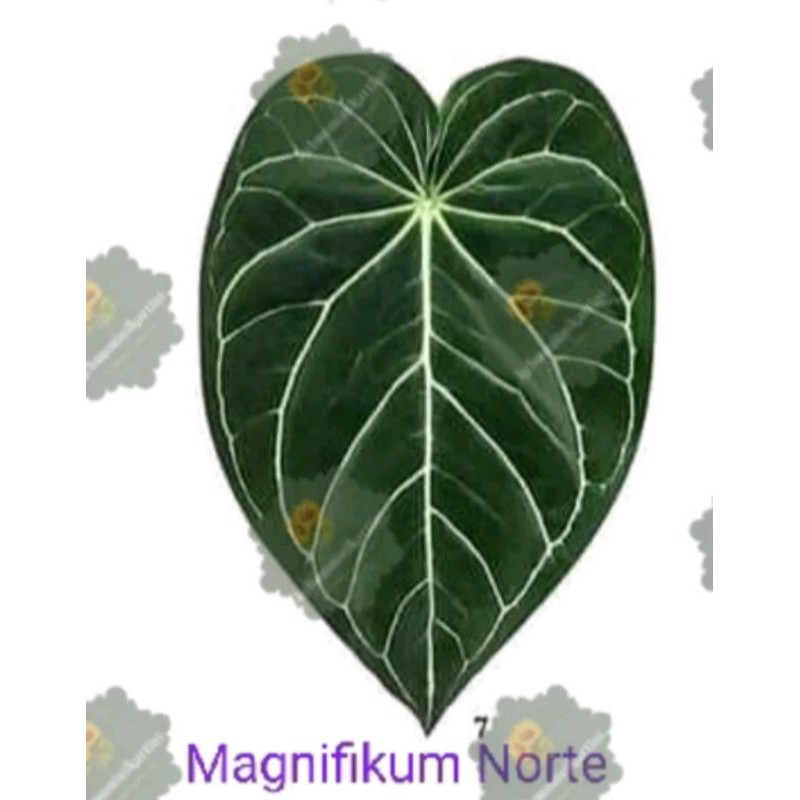 Bonggol anthurium / kuping gajah magnifikum  norte