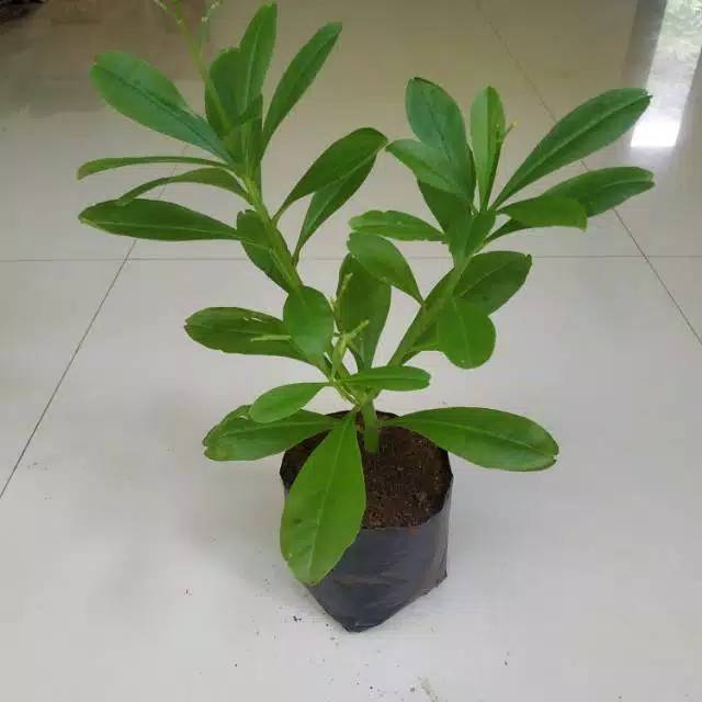 Bibit pohon ginseng som jawa