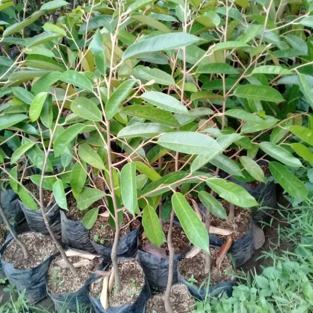 Bibit durian bawor super
