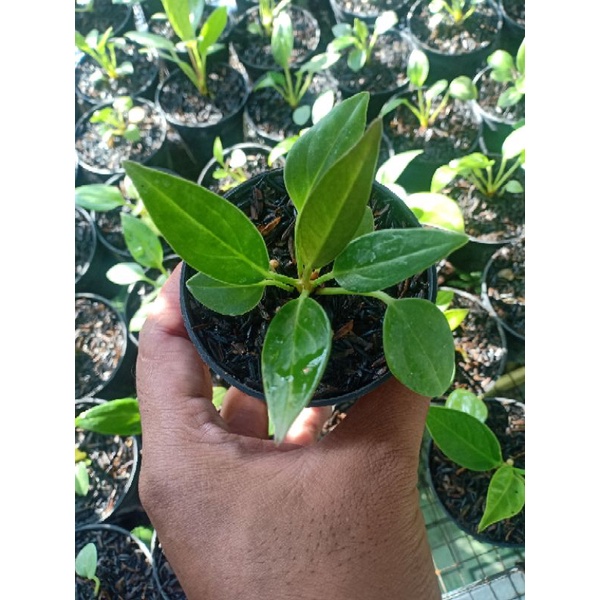 Anankan Anthurium Jemani Tanduk