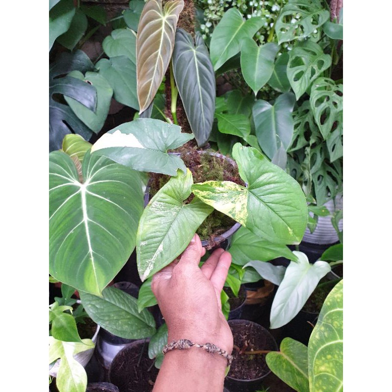 SINGONIUM YELLOW VARIGATA / SINGONIUM VARIGATA KUNING