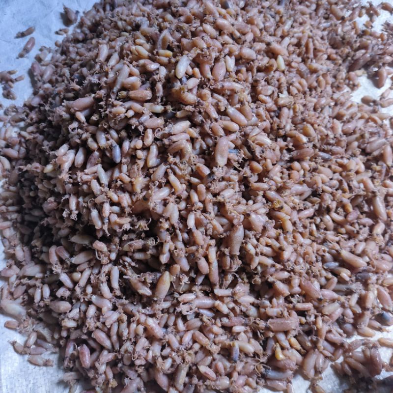 

Cumi Baby 500 gram