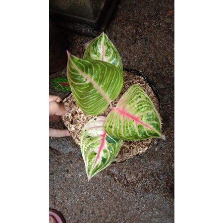 Aglonema moonlight anakan Termurah