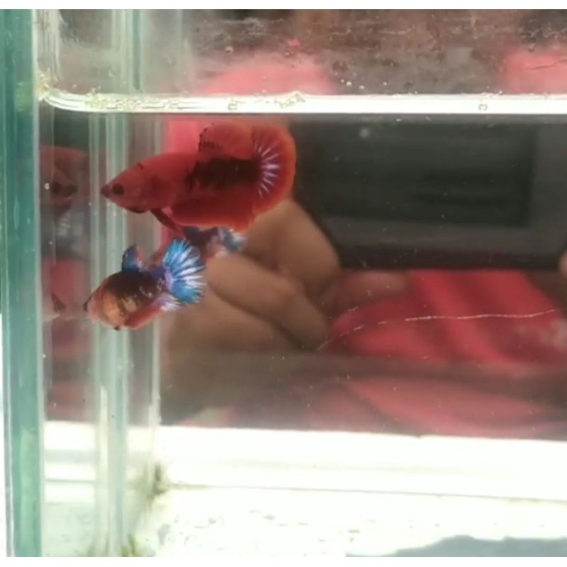 Cupang Hellboy 1 Pair 100%realpict (nego)