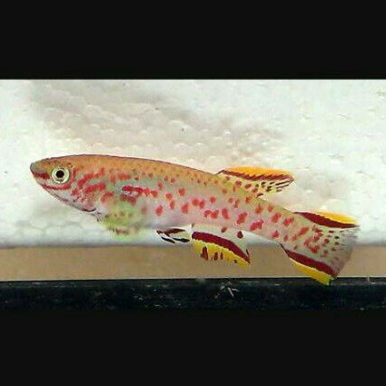 Killifish Gardneri - Fundolopanchax Gardneri - Ikan Aquascape