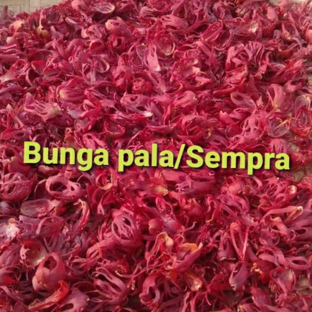 

Bunga pala / sempra / kembang pala 100gr Rp 25.000