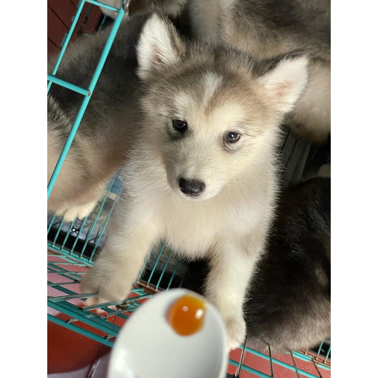 Alaskan Malamute Mix Samoyed (Top Quality)