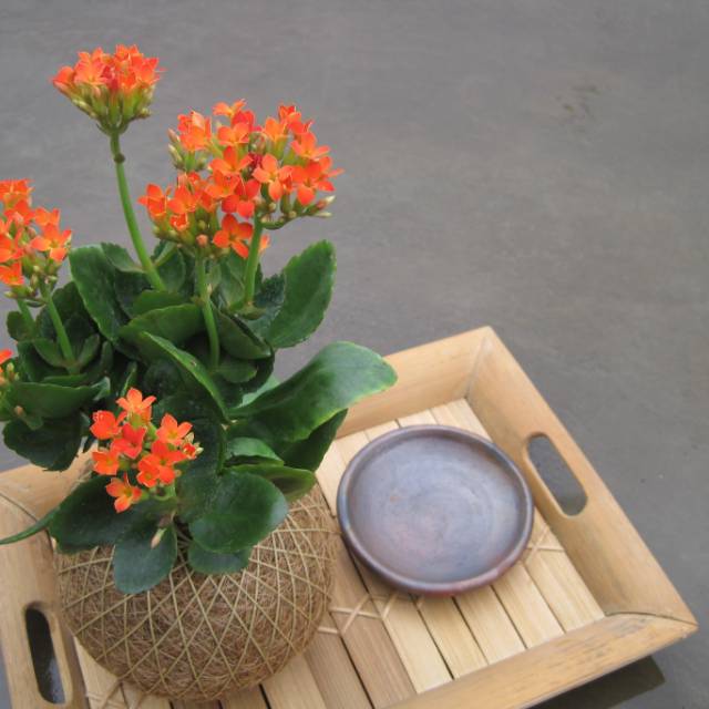 

Kalanchoe