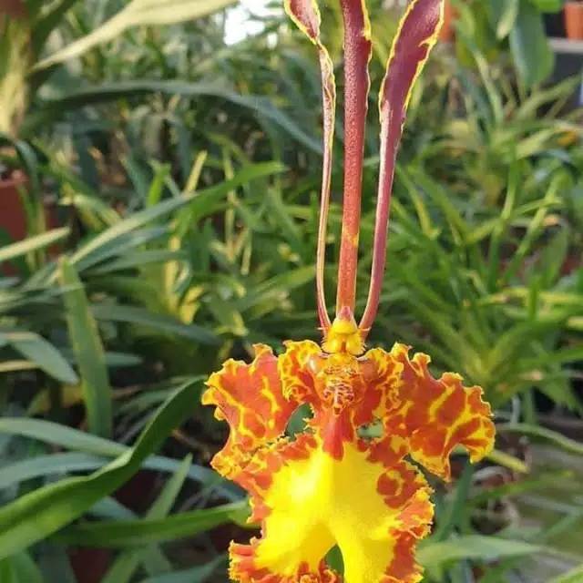 Anggrek Psycopsis mariposa