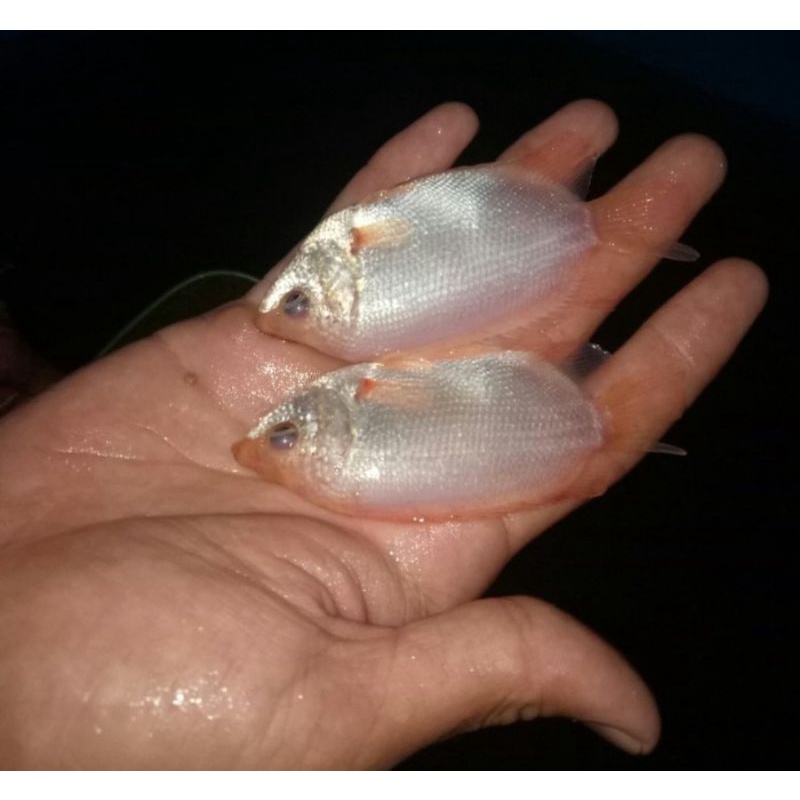 Bibit Ikan Tembakang