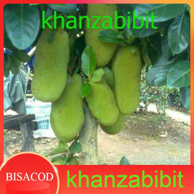 Nangka cempedak (KHANZA)