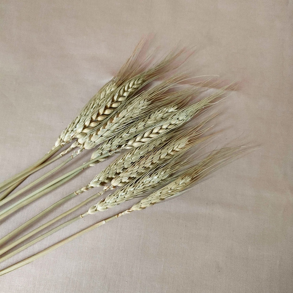 Dried Flower Lavender Lagurus Wheat Bunga Kering Asli Import Dekorasi Hias Buket Bunga