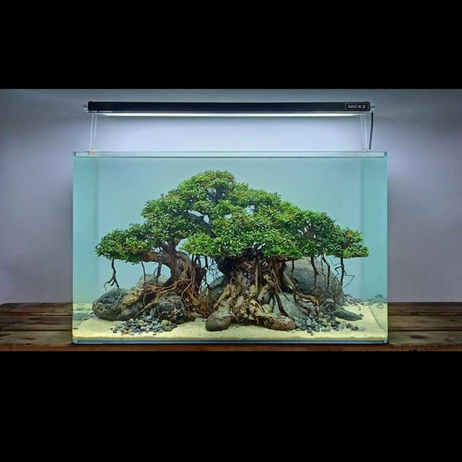 Nickz Aquascape Natural Bonsai 60cm Low Maintanance Fullset