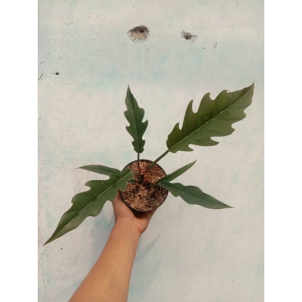 caramel marble - philodendron caramel - caramel marble murah real pict