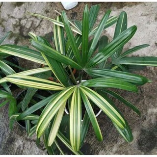 Jual Tanaman Hias Palem Waregu Variegata Pohon Regu Variegata Shopee Indonesia