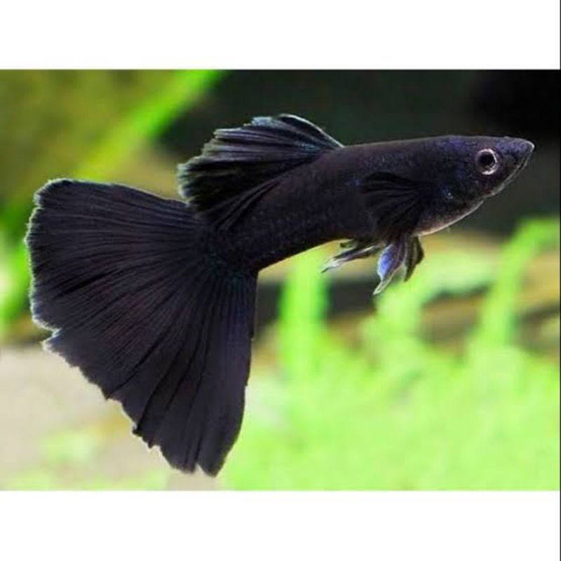 ikan guppy black moscow
