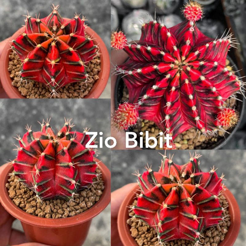 Benih-Bibit-Biji Kaktus Gymno Japan Clone Original